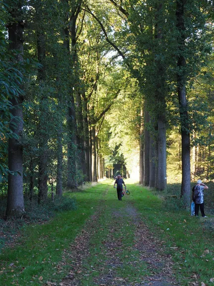 Vagevuurbos en Lippensgoed-Bulskampveld (België)